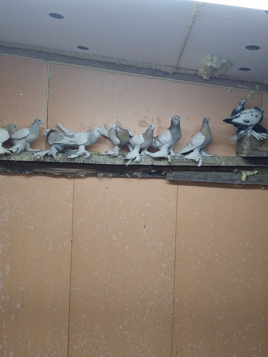 Продам голубей игра гребля тяга