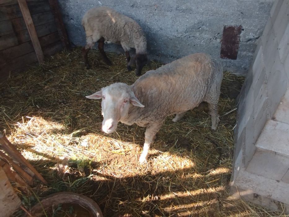 Баран бараны бар