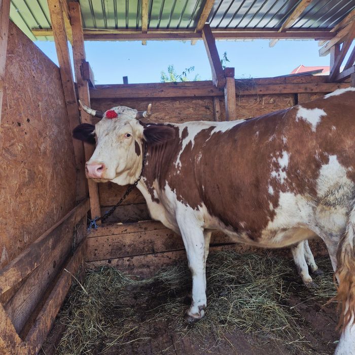 Vând vaca baltata romaneasca gestanta