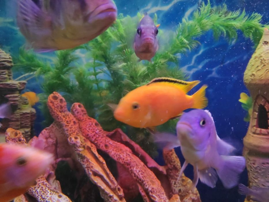 Еллоу самец .Цихлиды Африки.