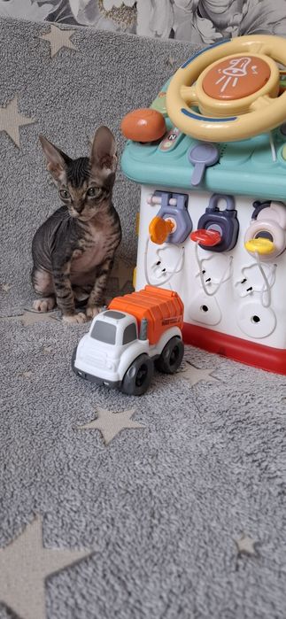 Котята канадского сфинкса