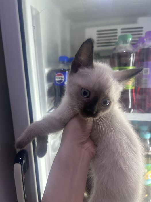 продаются сиамские котята, сиамский мушуклар сотилади.