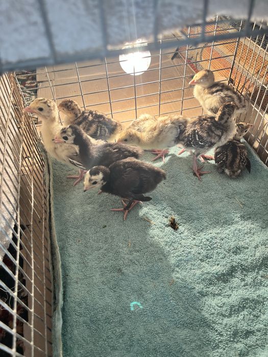 Индюшаты 1 недельный