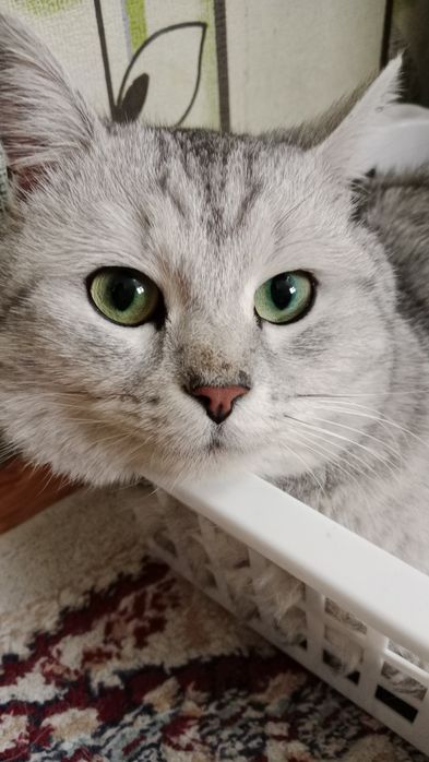 Ищет дом. Срочно