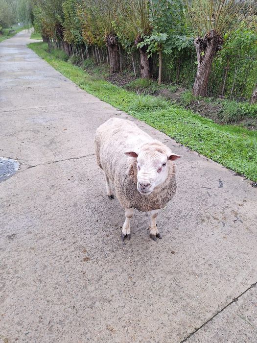 Berbec Rasa Textel (130kg, 4 ani, perfect pentru monta)