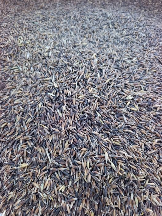 Grâu furajer, triticale, ovăz negru