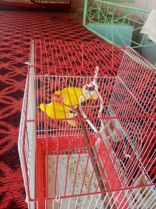 Toti qush hama yeri sog'lom lekin gapirmaydi