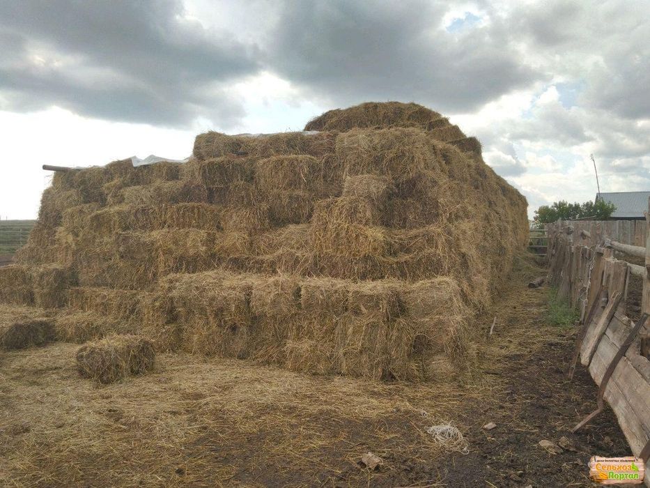 Жоңышқа сатамын 1000 тг.