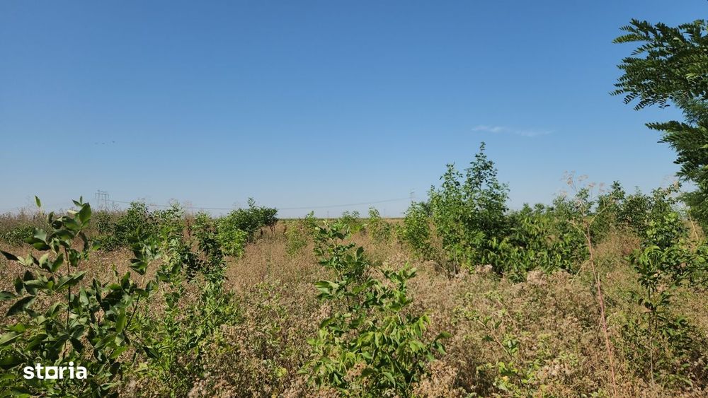Frumusani-Pasarea,stradal la asfalt,ideala investitie!