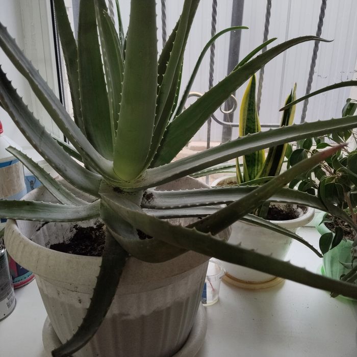 Продам растениеАлоэ