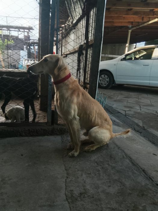 Тазы арлан, екі қар басқан