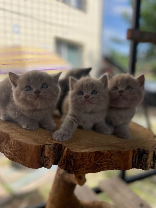 Британски късокосмести котета