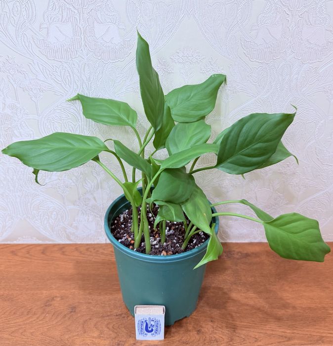 Аглаонема, комнатные растения, комнатные цветы
