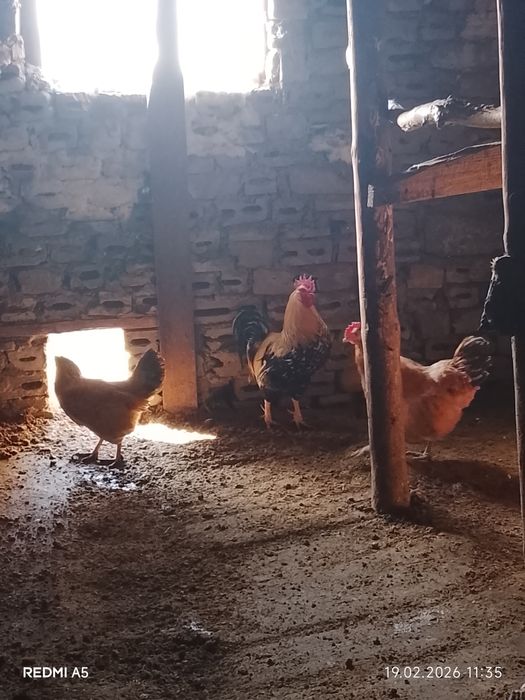 Петухи Павлодар недорого