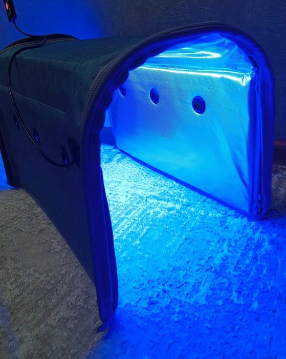 Олар балапанның есегіне әртүрлі заттарды итеріп жібереді