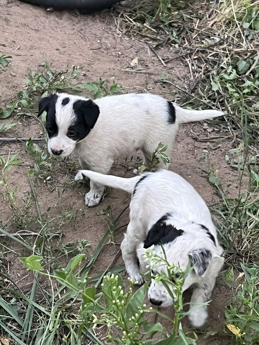 Отдам щенят даром