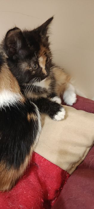 Котята трёхцветные