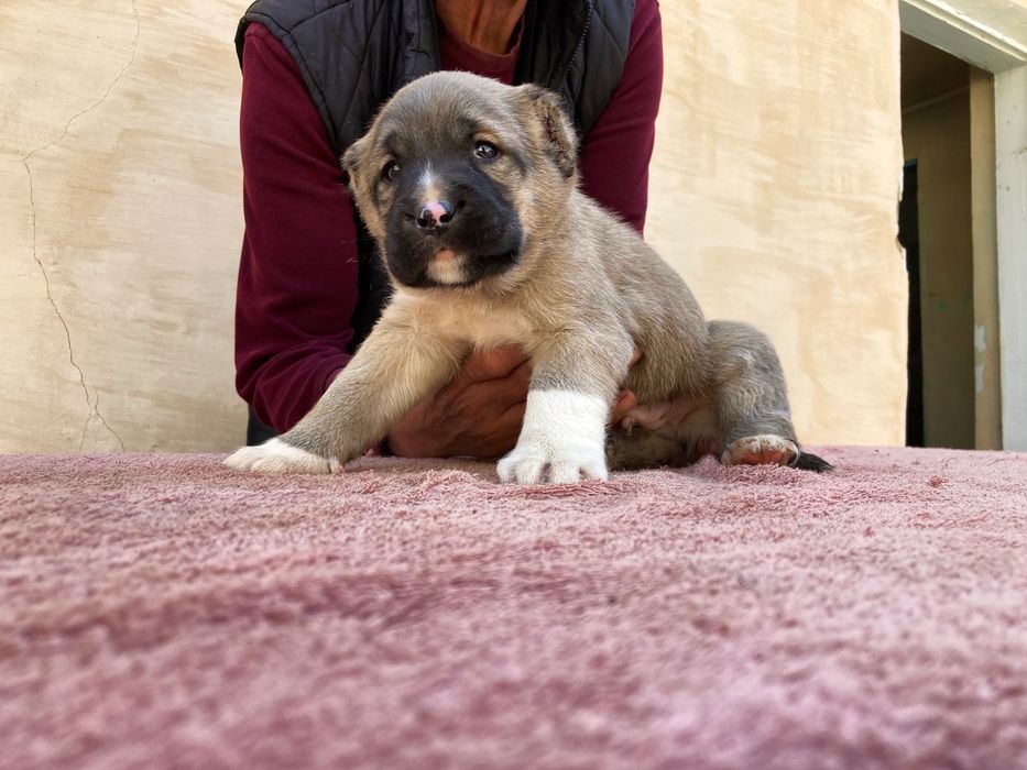 Щенок ( Турецкого Кангала ) чистокровный