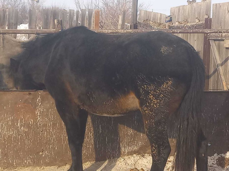 Кобыла 4 года с откорма