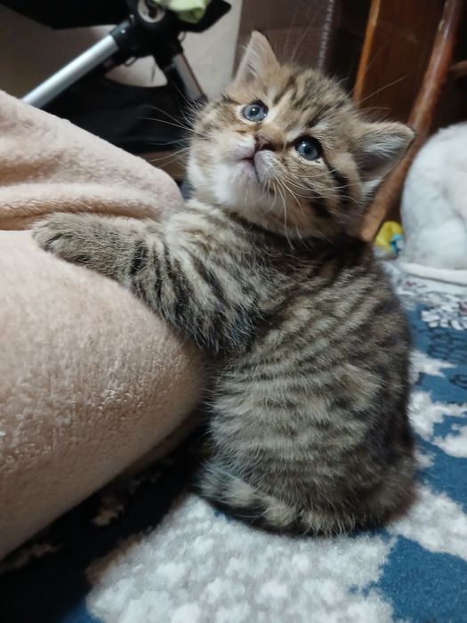 Продаются котята