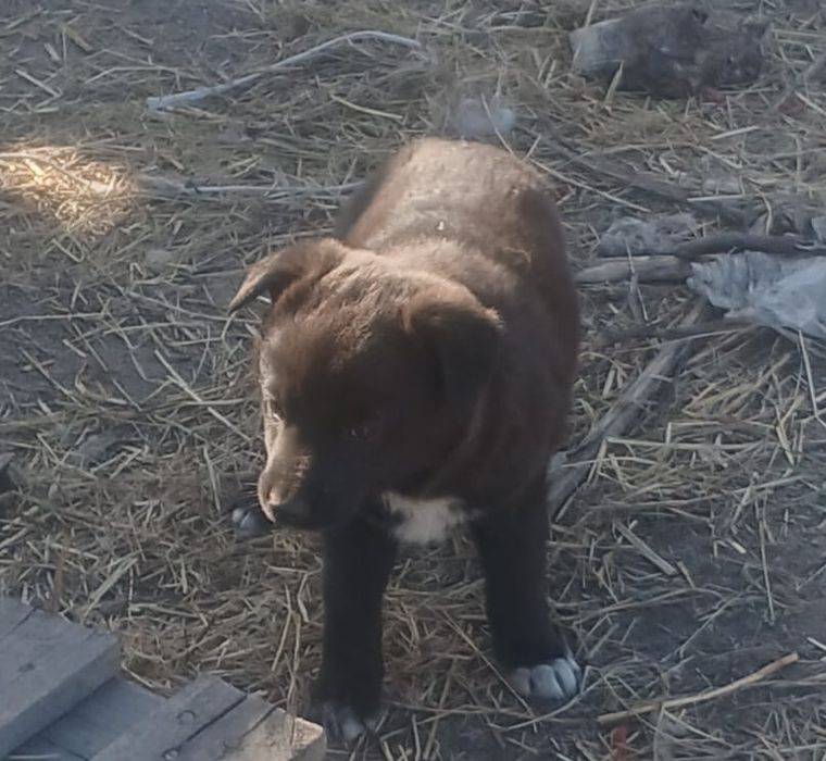 Щенки мальчики и девочки