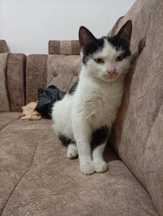 Mushukchamiz zur yaxshi odobli