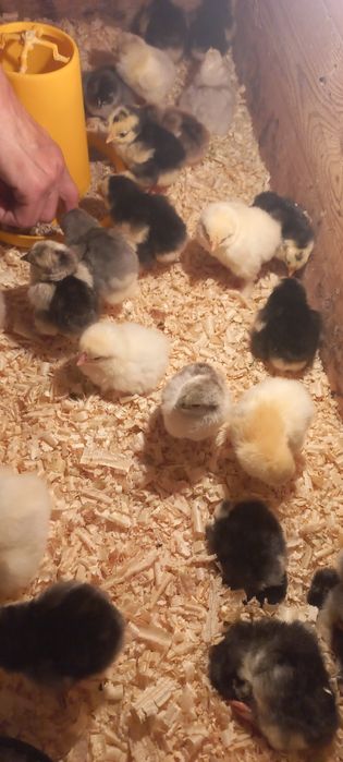 Брама гигант жужалари сотилади з⁹