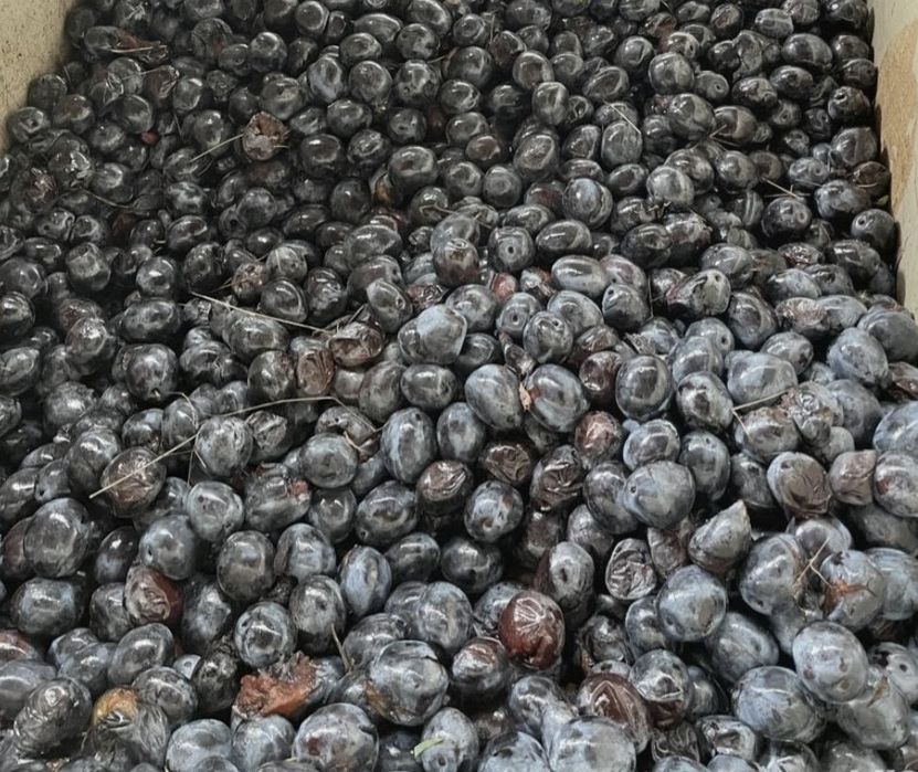 Prune tatarani targoviste