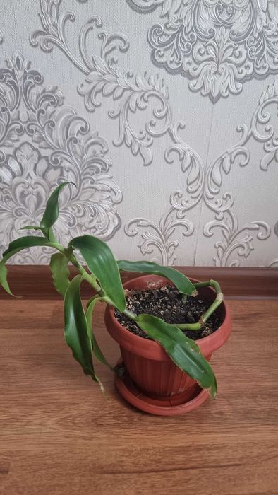 Цветы комнатные срочно продам от 2000тг до 5000тг.