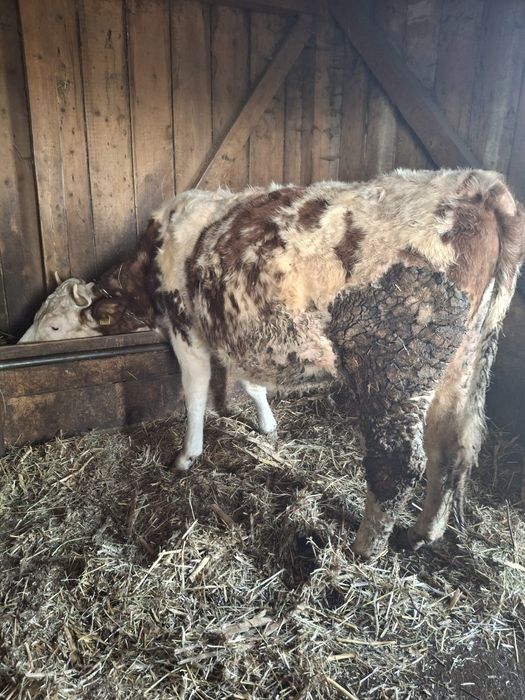 Vând 2 junici gestante