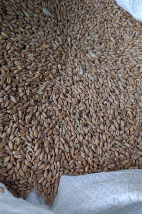 Продам пшеницу на корм
