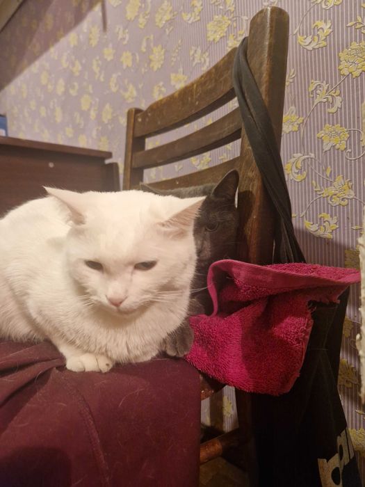 Пропал кот!!! Белый, в Аксай4