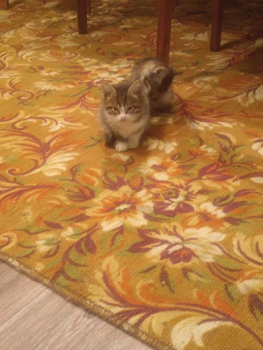 Отдам котят срочно