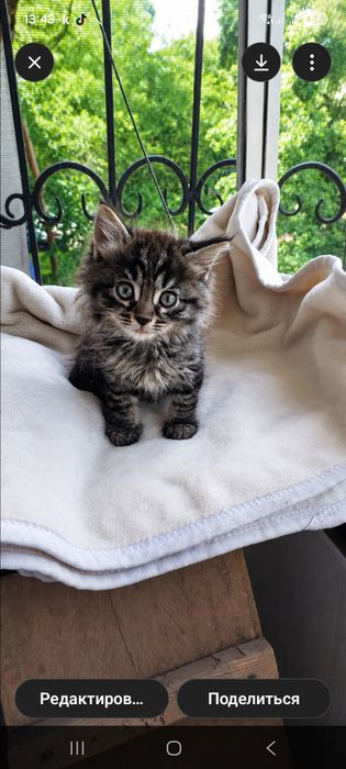 Котёнок в дар в добрые руки