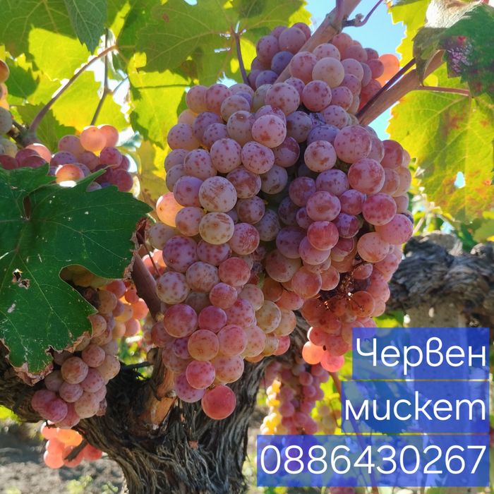 Продавам грозде червен мискет
