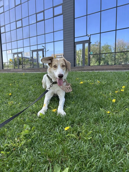 Отдаем пса, срочно