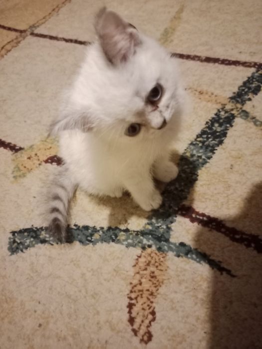 Британская Короткошерстная