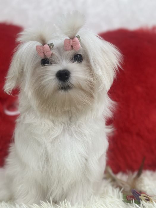 Красивая девочка мальтезе