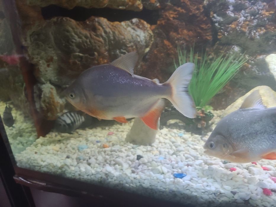 Sog‘lom baliqlar sotiladi.