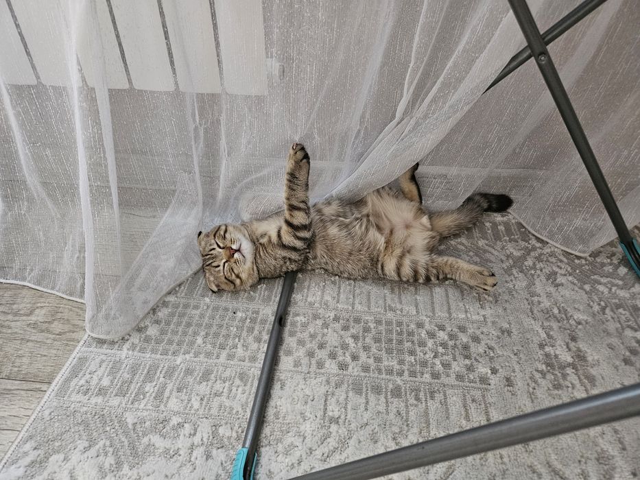 Отдам в добрые руки!
Очень