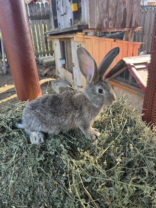 Pereche iepurasi urias german 3 luni