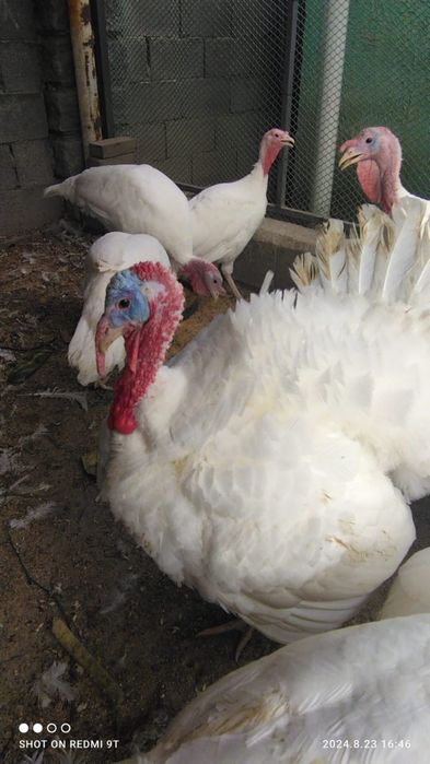 Индюк племенной белый