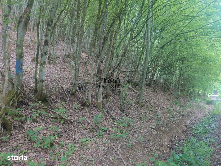 Teren in Bulzestii de Sus 3700mp