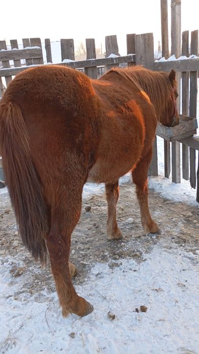 Кобыла жерёбая,в мае будет  жеребится