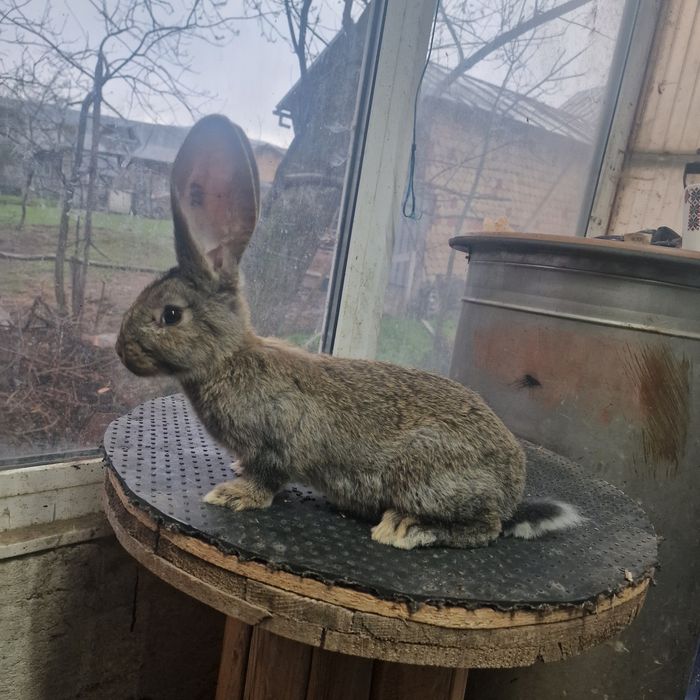 Pui urias german gri