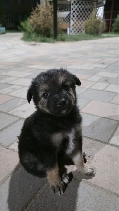 Щеночек в хорошие руки