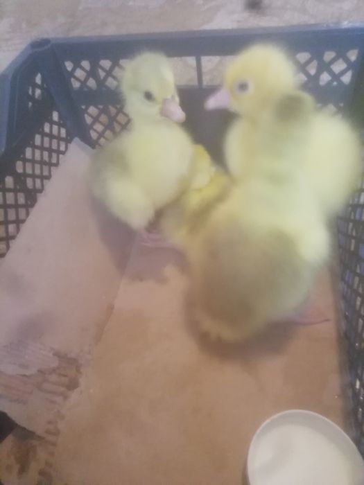 Продам гусят суточные