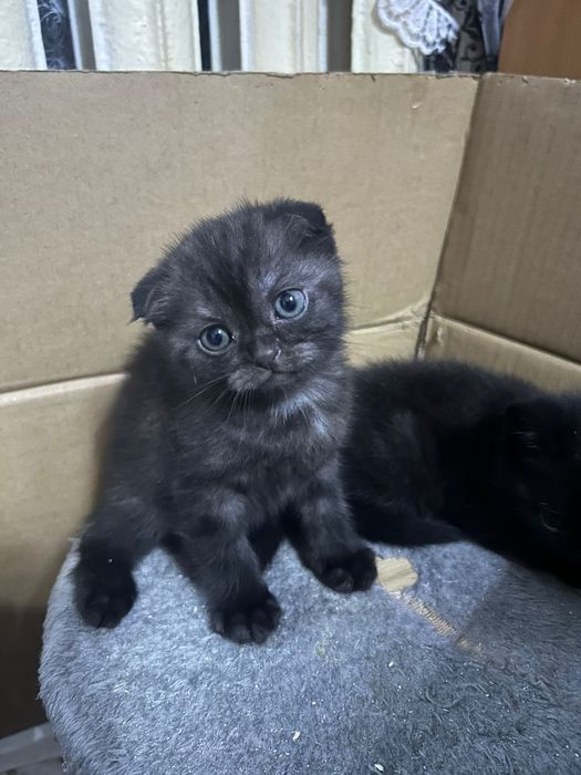 Продаются котята, шотландцы