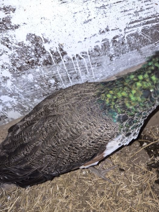 Индийский павлин, самец