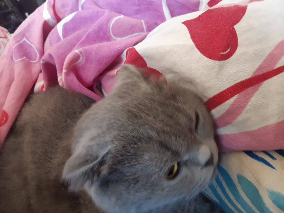 Британская кошка